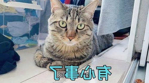 从低谷到流量巅峰：娱乐圈吃瓜女王的逆袭故事📈🍿